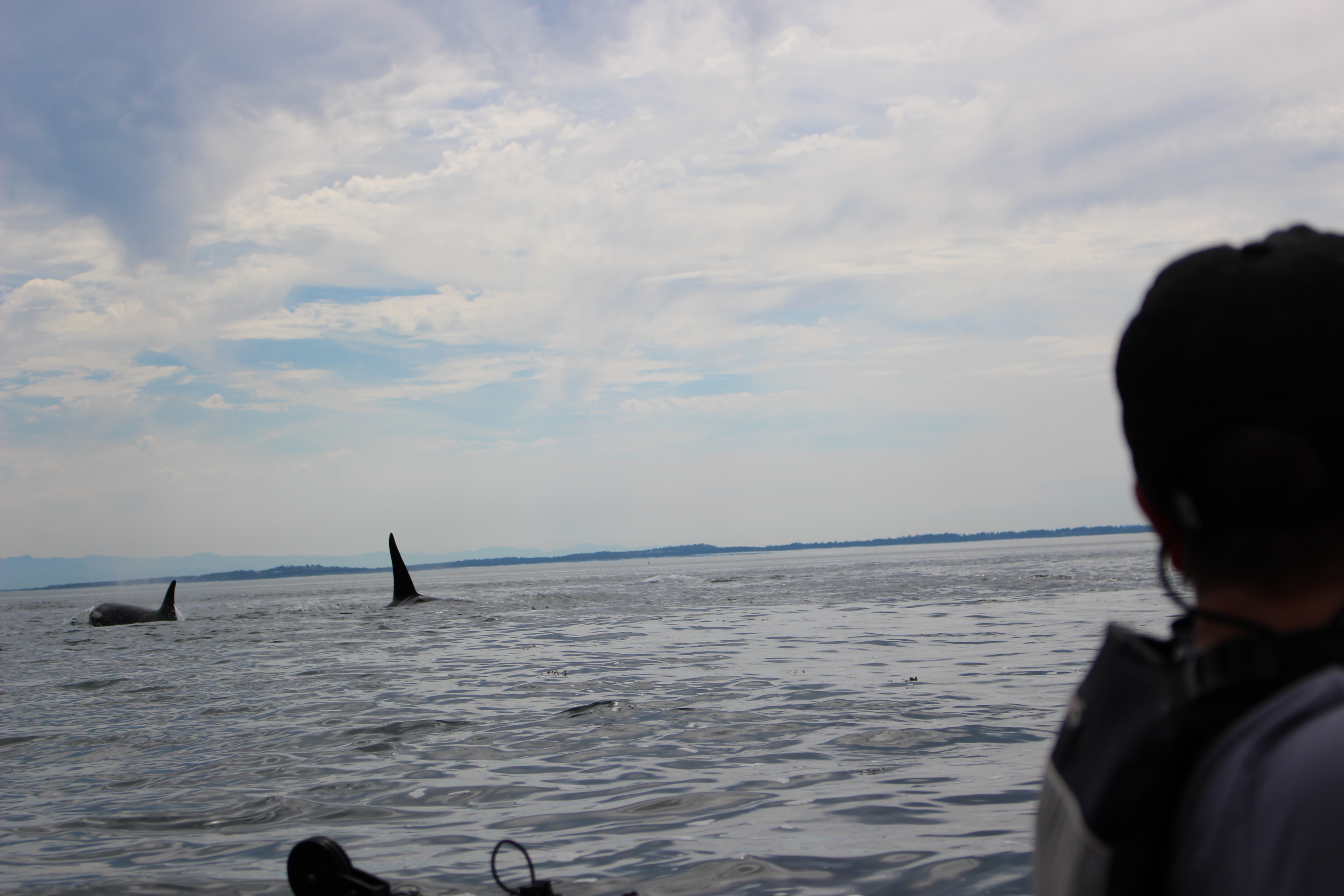 orca_close_2