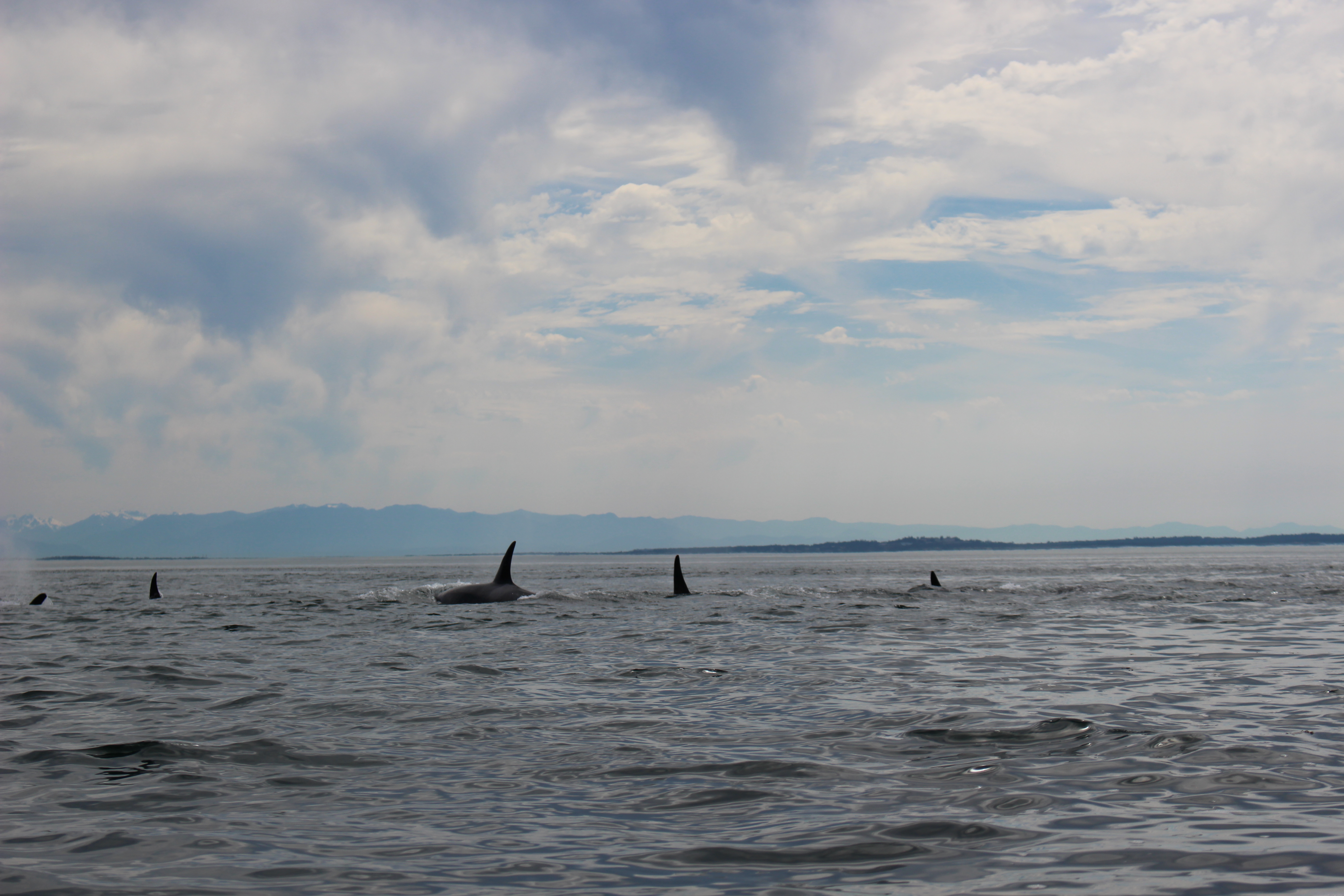 orca_five