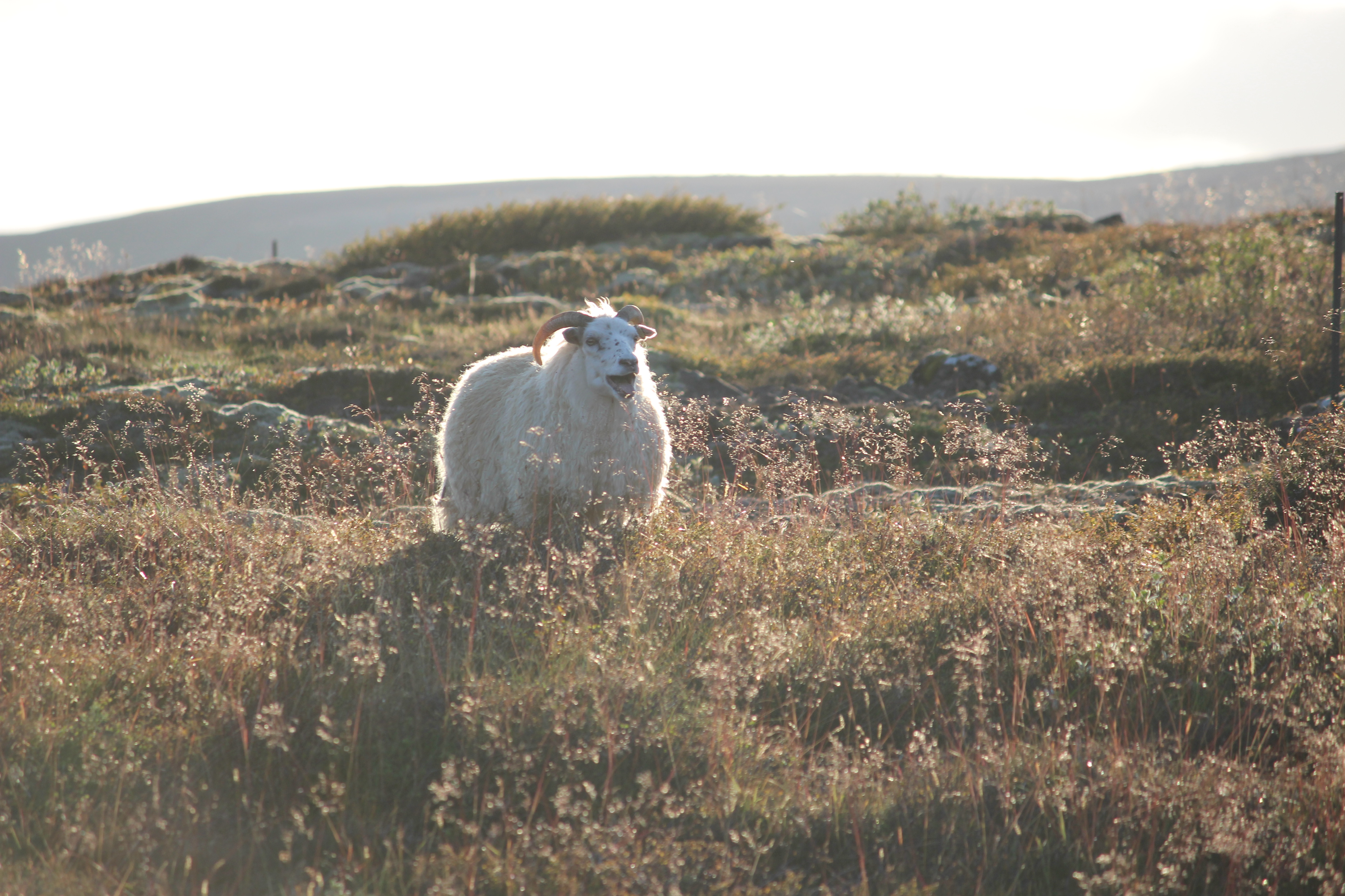 sheep_emily