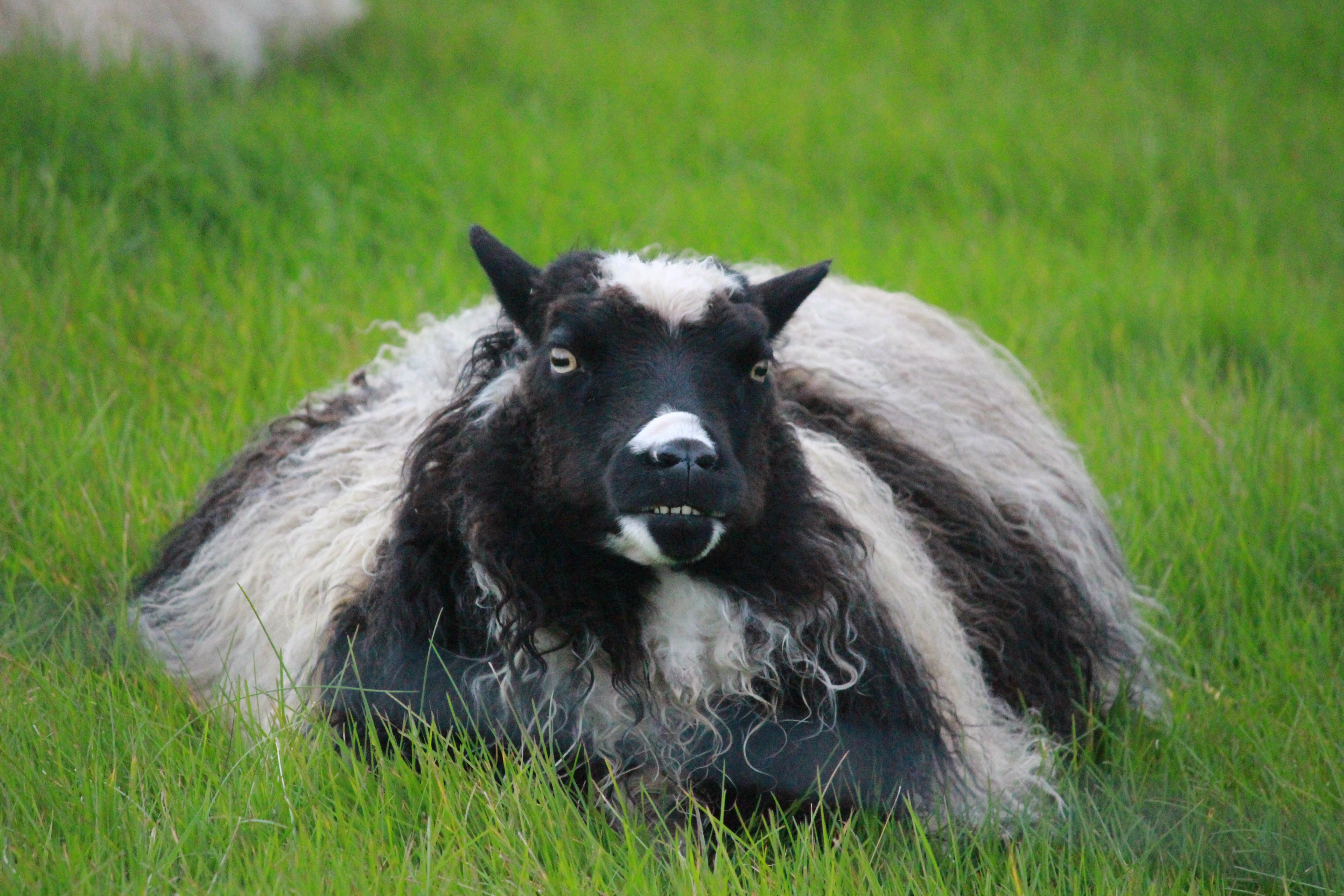 sheep_nafis