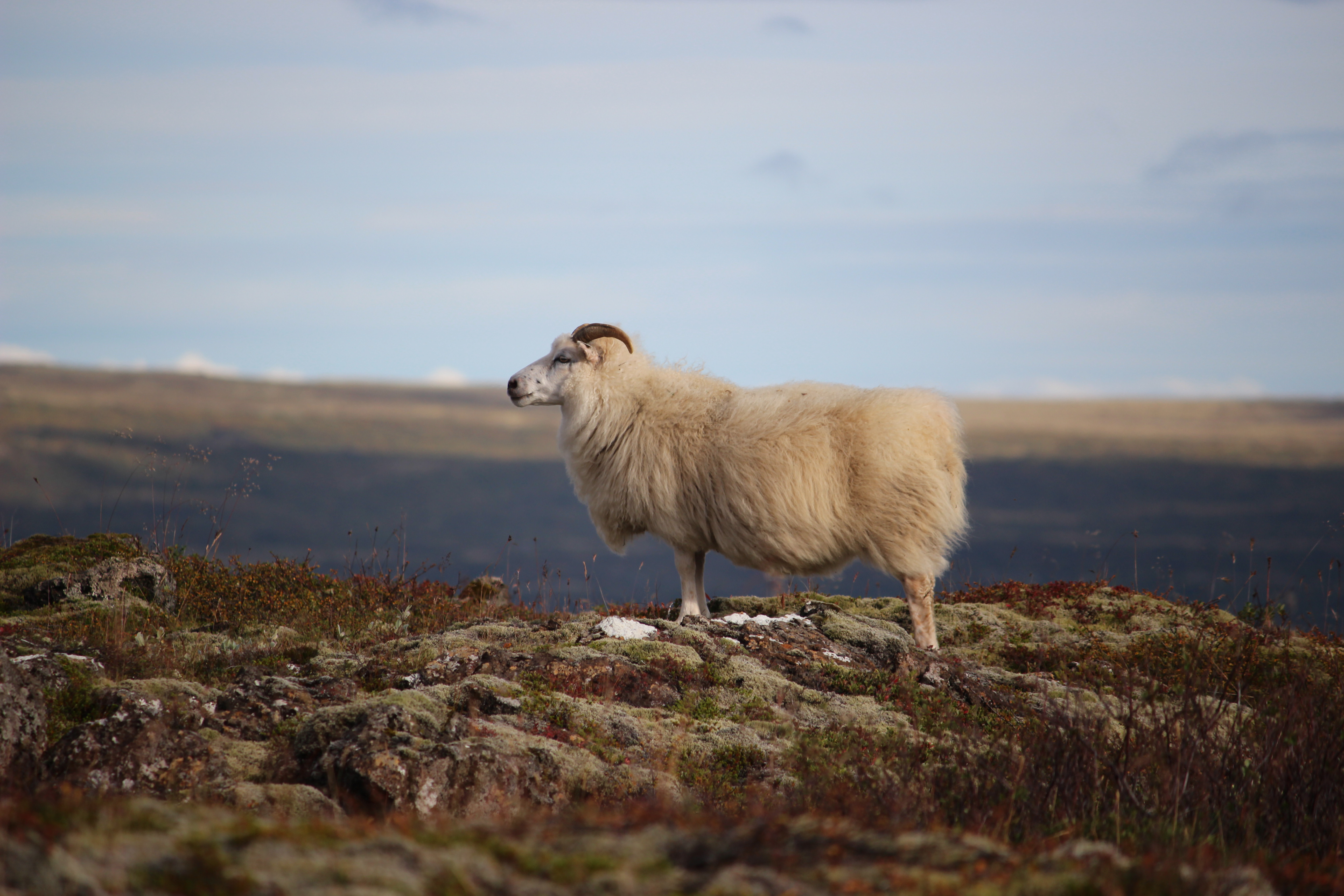 sheep_photoshoot